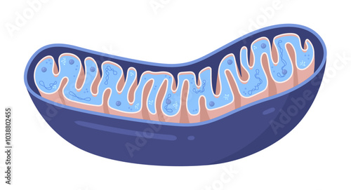 Vector diagram of Mitochondria. Cross-section view. Medical infographics.	