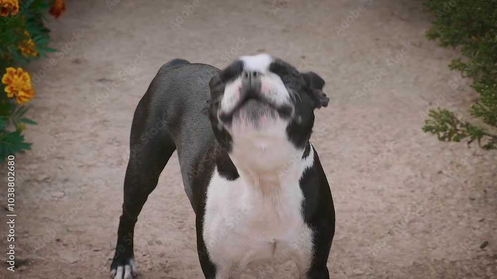 A Boston terrier dog walks in the yard on the street. A Boston terrier dog walks in the yard on the street.