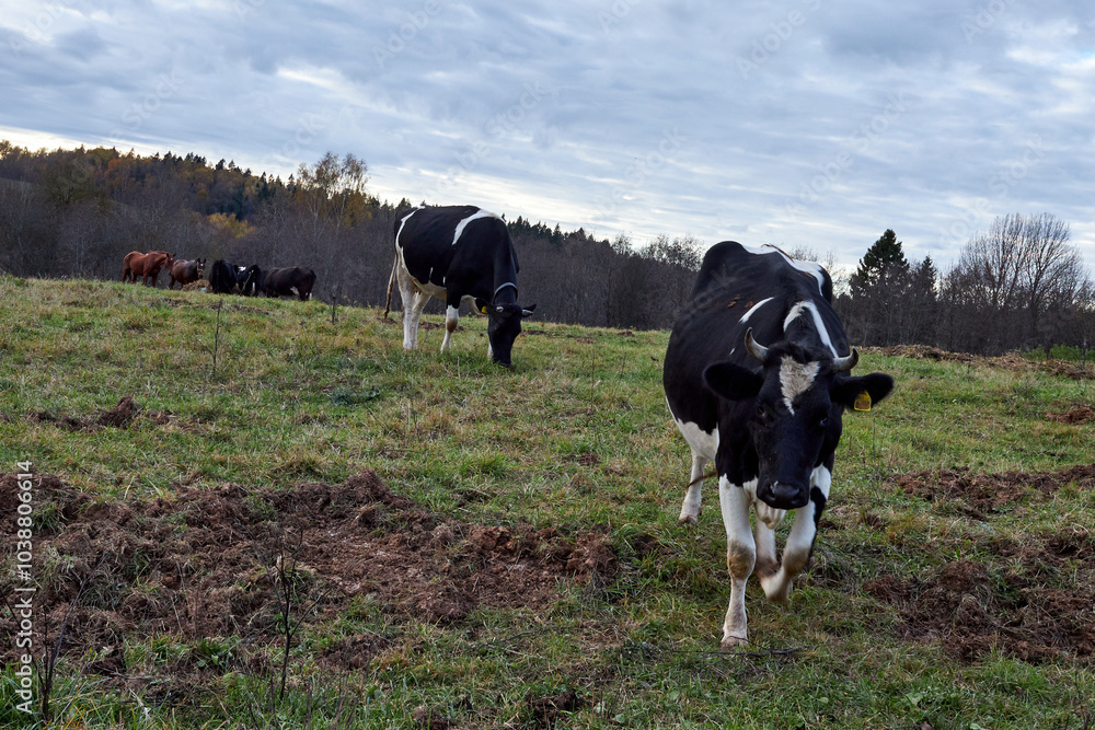 a herd of cows grazing in a meadow a herd of cows grazing in a meadow