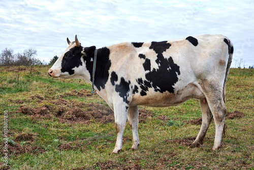 a herd of cows grazing in a meadow