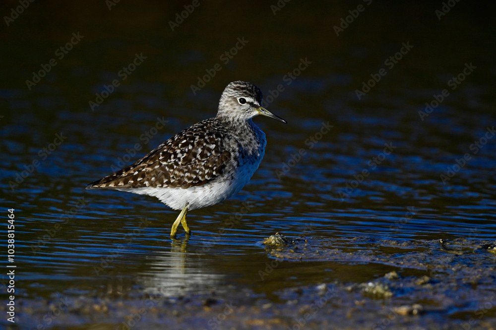 Bruchwasserläufer // Wood sandpiper (Tringa glareola) Bruchwasserläufer // Wood sandpiper (Tringa glareola)