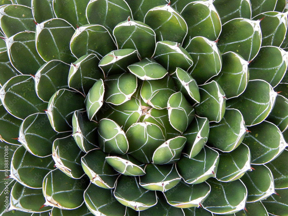 Close up of succulent plant (1) Close up of succulent plant (1)
