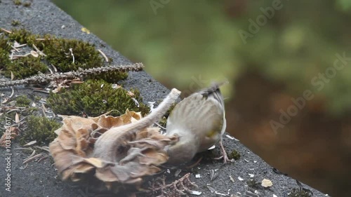 European greenfinch (Chloris chloris) takes sunflower seeds out