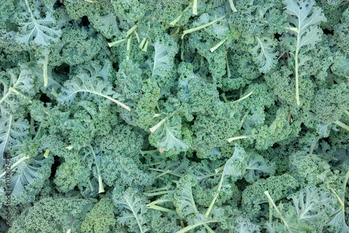 Close up photo of organic kale, selective focus.