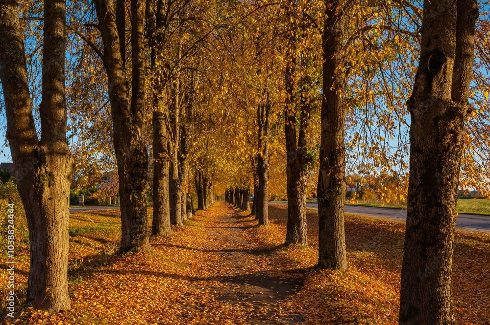 Fototapeta premium Autumnal equinox. Background, Calmness, Relaxing warm colors. Path perspective with autumn colorful trees on a sunny day in the evening
