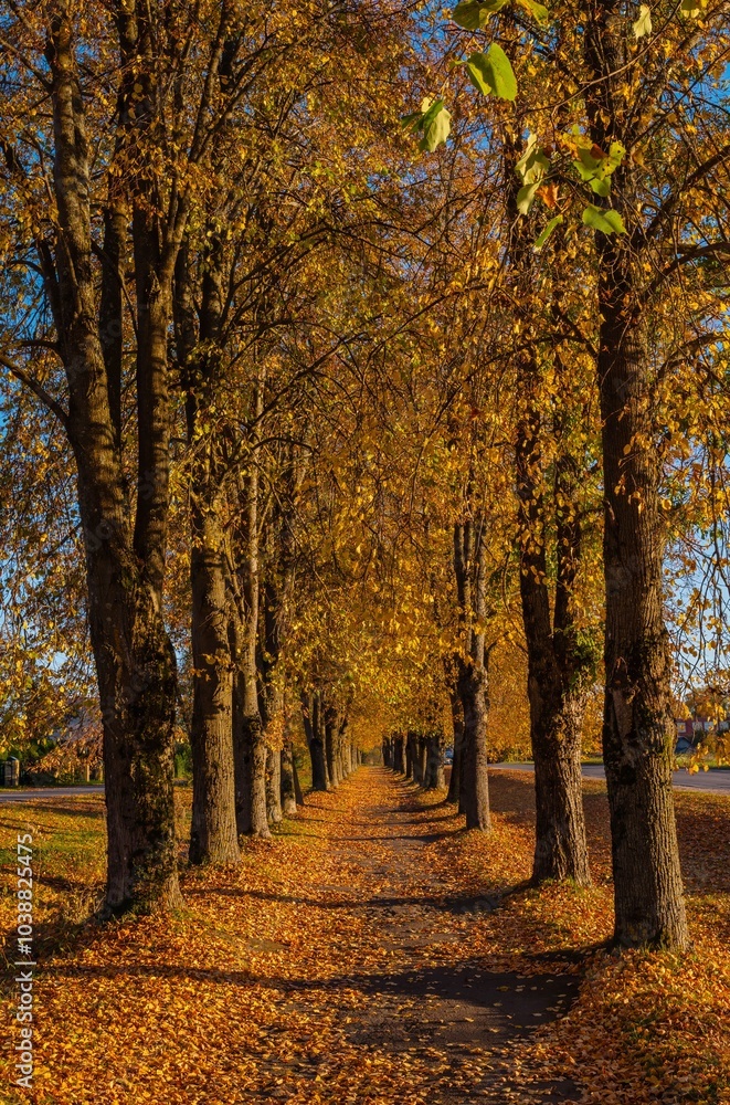 Fototapeta premium Autumnal equinox. Background, Calmness, Relaxing warm colors. Path perspective with autumn colorful trees on a sunny day in the evening
