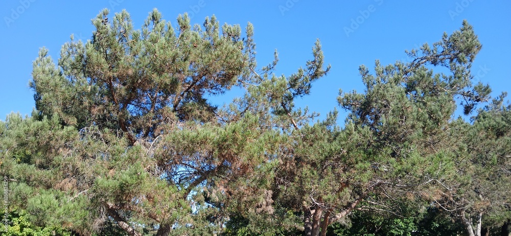 Pine tree in the park  