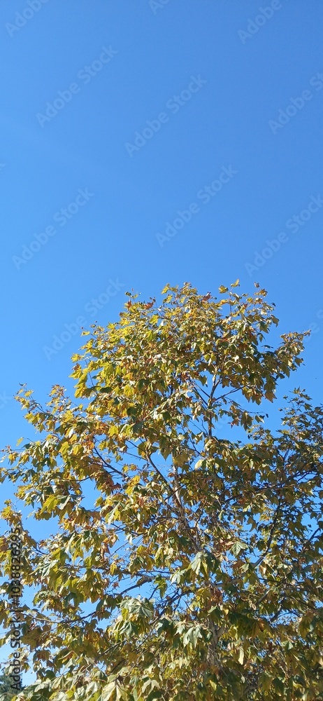 Maple tree in the park  