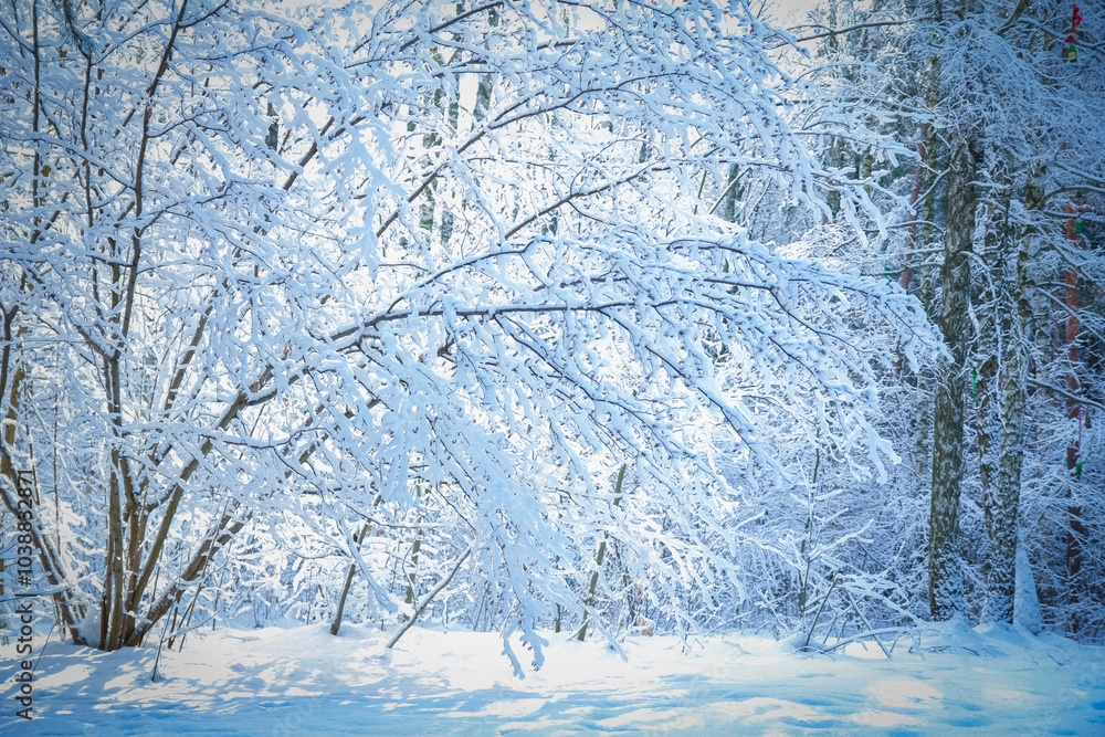 beautiful winter in the forest park on the nature beautiful winter in the forest park on the nature