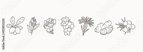 Line art shea, sage, carnation, grapes, cornflower, ginger, juniper
