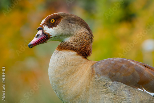 Egyptian goose close-up portrait on the blurred background photo