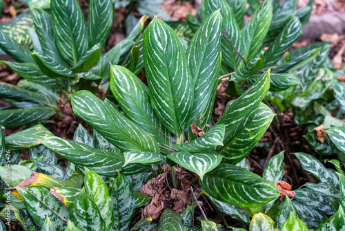 Aglaonema Nitidum (Chinese Evergreens) with white Variegations in the wild at Sabah Agriculture Park (Taman Pertanian Sabah), Tenom, Malaysia (Borneo) photo