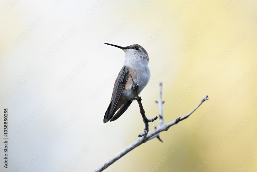 Fototapeta premium Rufous Hummingbird