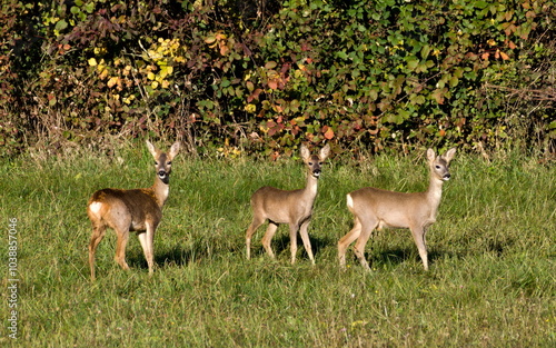 Group of Capreolus capreolus european roe deer females on a field. Autumn foliage in the background.  photo