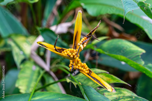 Heliconia Aurantiaca flowering with fruit, usually cultivated as an ornamental plant. photo