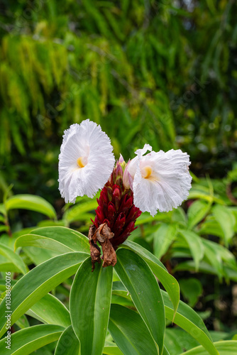 Hellenia Speciosa (Crepe Ginger, Cheilocostus Speciosus, Costus Speciosus, Indian Head Ginger) Plant with white flower .