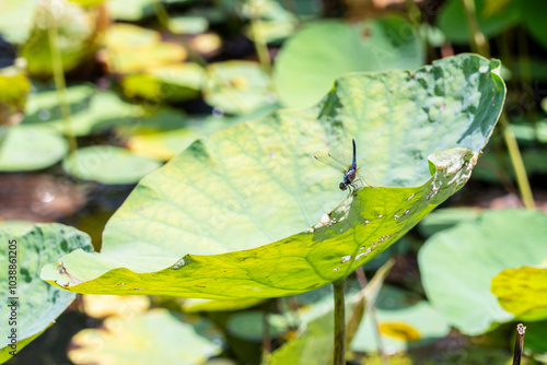 Fotografie Dragonfly  perched on the edge of a Lotus leaf (Water Lily leaves)