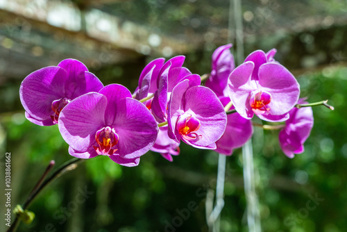 Pink Moth Orchid (Phalaenopsis) of Orchidaceae family photo