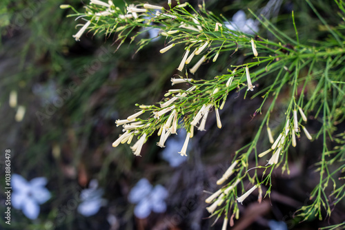 White Russelia Equisetiformis (Firecracker Plant, Fountainbush, Coral Plant, Coral Fountain, Coralblow or Fountain Plant) with shallow depth of field and blurry background. photo