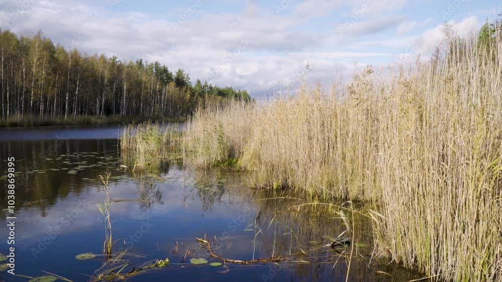 A tranquil lake scene captured in autumn, with tall reeds swaying near the shore and birch trees lining the background. The reflection on the water adds depth, while the partly cloudy sky enhances the A tranquil lake scene captured in autumn, with tall reeds swaying near the shore and birch trees lining the background. The reflection on the water adds depth, while the partly cloudy sky enhances the
