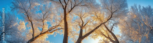 Frostcovered branches of trees glistening in the morning sunlight, captured in a panoramic shot