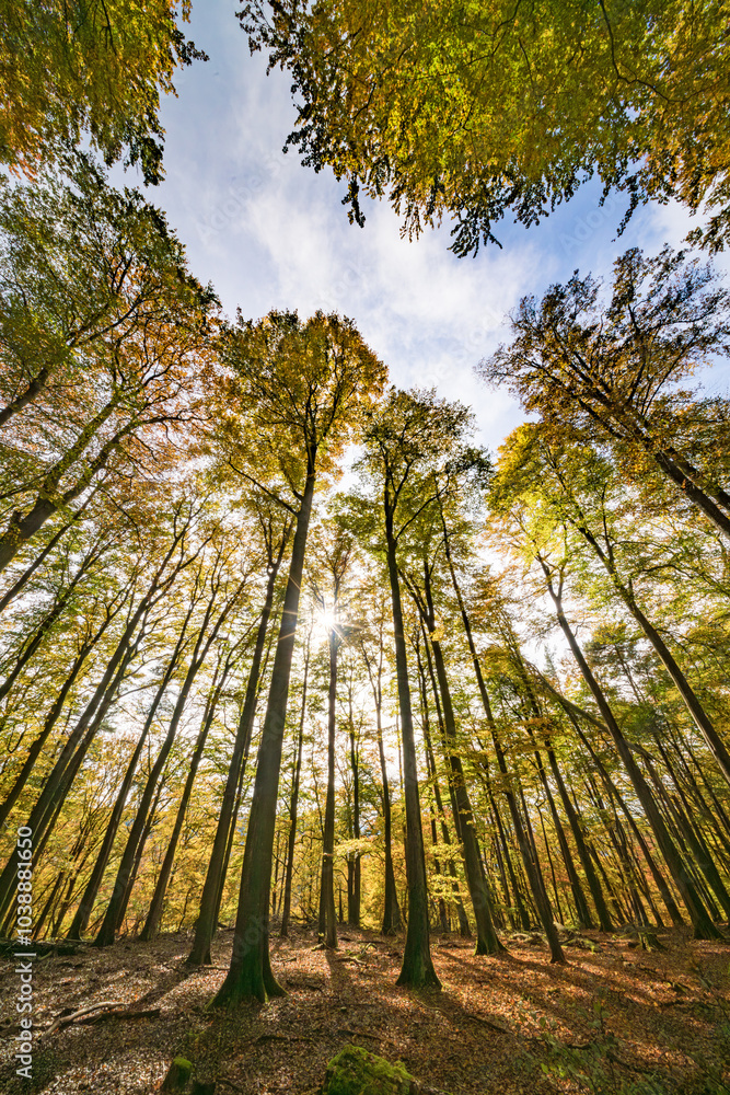 Behold the Majestic Autumn Forest Canopy, Where Radiant Sunlight Streams Through the Leaves Behold the Majestic Autumn Forest Canopy, Where Radiant Sunlight Streams Through the Leaves