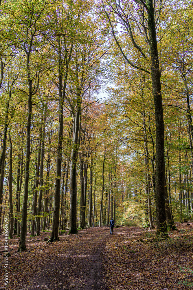 Walking the autumn forest path, youre surrounded by stunning colorful trees and vibrant foliage Walking the autumn forest path, youre surrounded by stunning colorful trees and vibrant foliage
