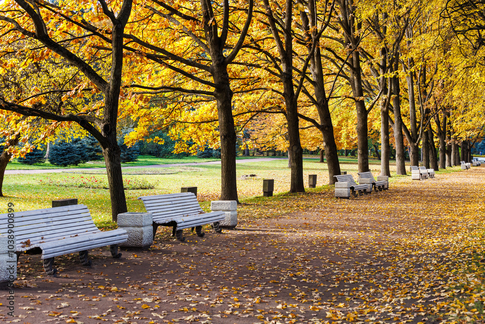 Autumn, sunny day. Empty white benches stand on the alley in the park. Autumn, sunny day. Empty white benches stand on the alley in the park.