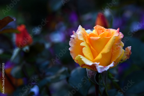 Orange roses speckled on a bush. Beautiful orange flower. Garden roses.