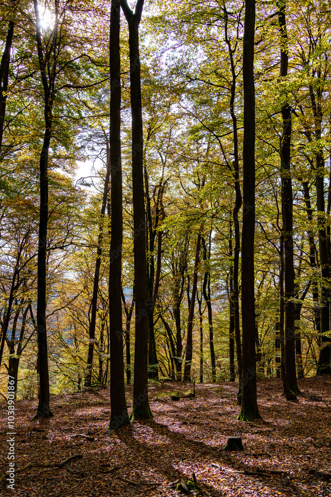 Walking the autumn forest path, youre surrounded by stunning colorful trees and vibrant foliage Walking the autumn forest path, youre surrounded by stunning colorful trees and vibrant foliage