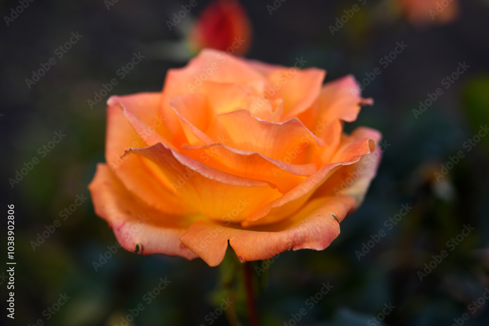 Orange roses speckled on a bush. Beautiful orange flower. Garden roses. Orange roses speckled on a bush. Beautiful orange flower. Garden roses.