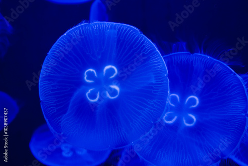 Moon jellyfish in a dark aquarium photo