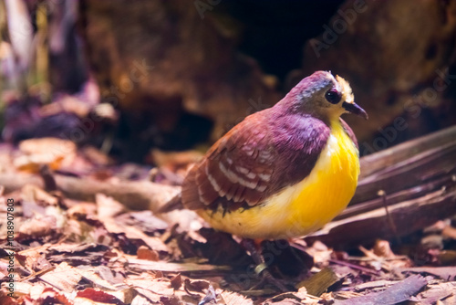 Cinnamon ground dove from New Guinea photo