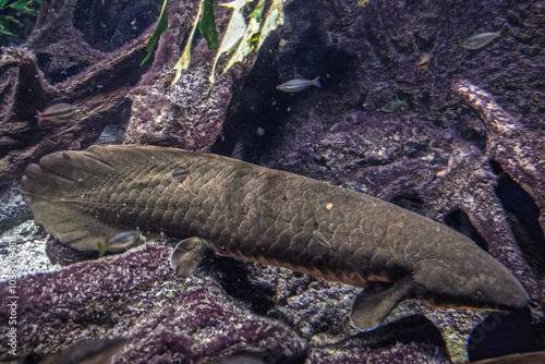 Australian lungfish in a zoo aquarium