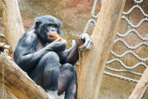 Bonobo, a chimpanzee species in a zoo photo