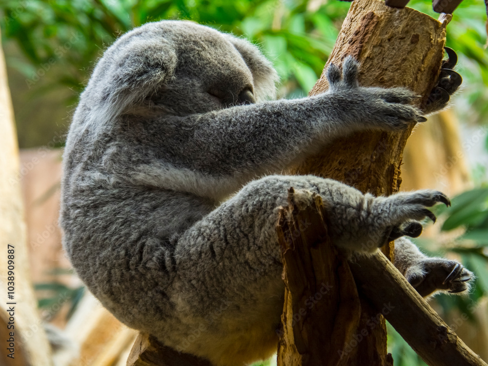 Naklejka premium Australian Koala bear is resting in a zoo