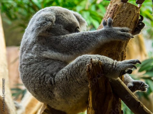 Photography Australian Koala bear is resting in a zoo