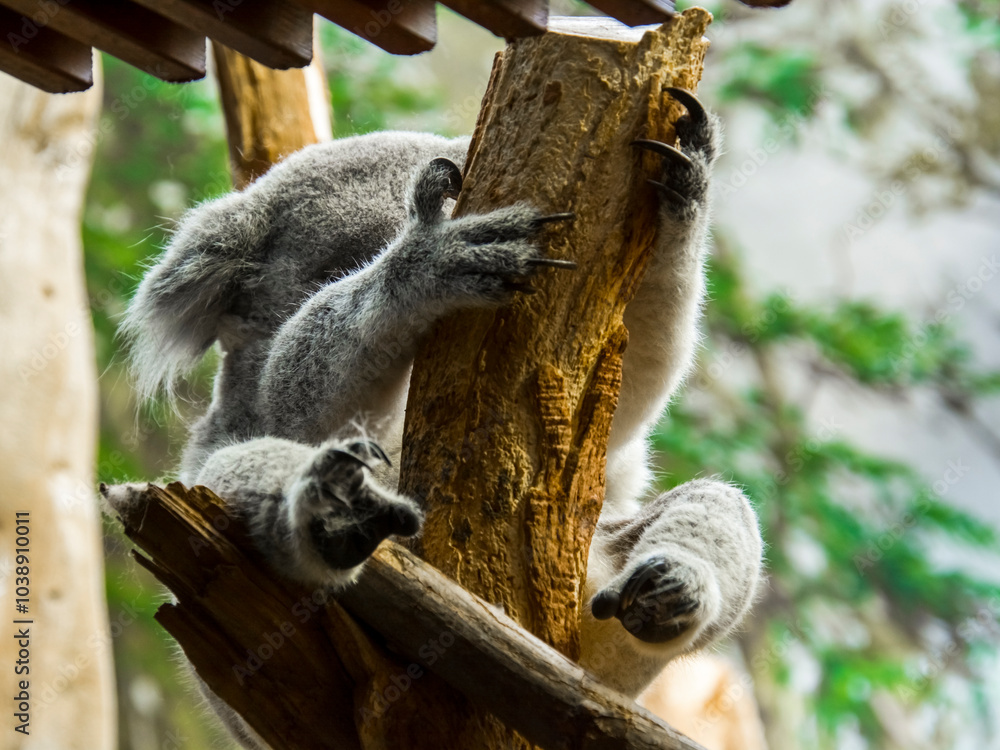 Naklejka premium Australian Koala bear is resting in a zoo