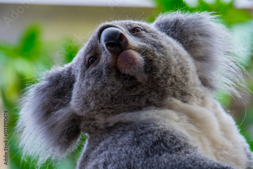 Photography Australian Koala bear in a zoo