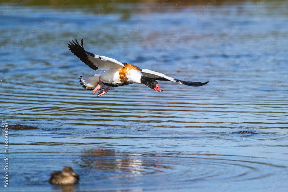 Common Shelduck, Tadorna tadorna bird in flight on marshes Common Shelduck, Tadorna tadorna bird in flight on marshes