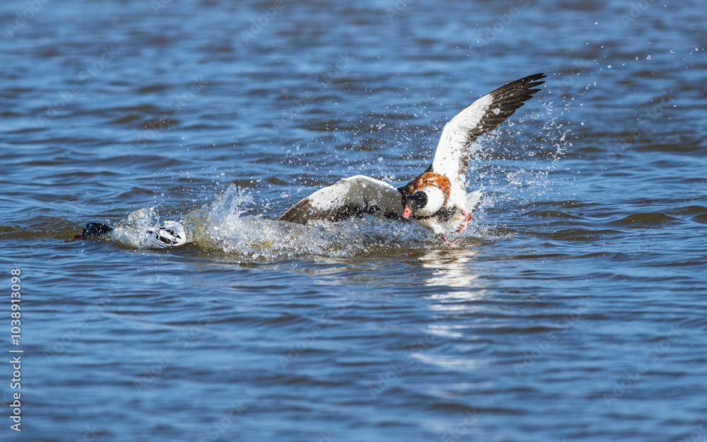 Obraz premium Common Shelduck, Tadorna tadorna birds in fight on marshes