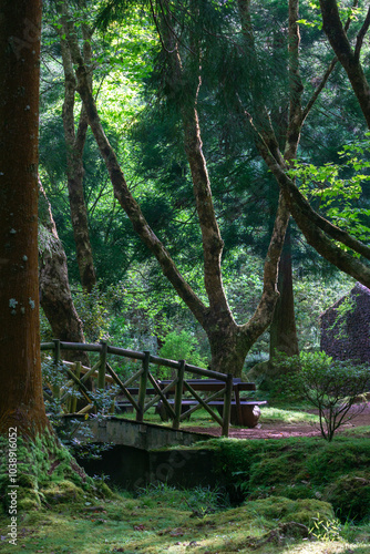 Wooden footbridge over a small stream in a lush forest on the Azores. Tall, moss-covered trees and dense greenery surround the area, creating a peaceful and natural setting for relaxation.