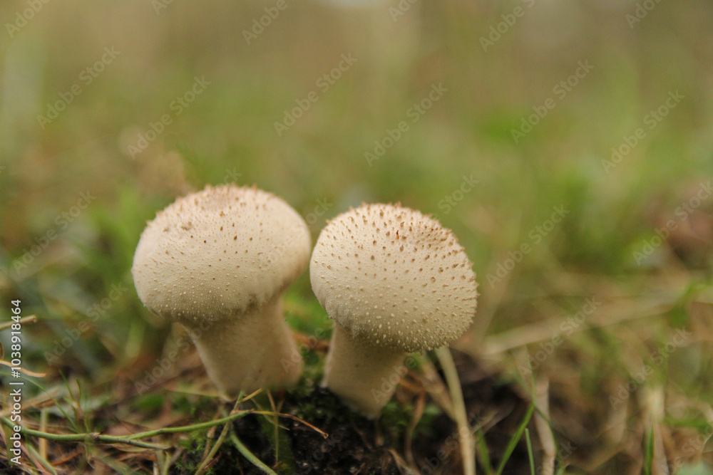 two little cute puff balls with a soft green background in a forest in autumn two little cute puff balls with a soft green background in a forest in autumn