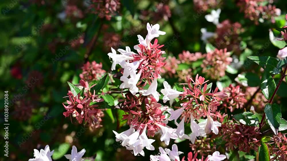 Close-up of Chinese Abelia flowers with white and pink blossoms, highlighted by sunlight, growing in a garden with lush greenery.
Close-up of Chinese Abelia flowers with white and pink blossoms, highlighted by sunlight, growing in a garden with lush greenery.