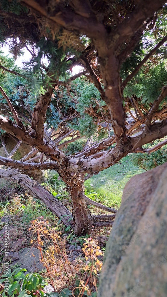 juniper trunk touched by sunlight juniper trunk touched by sunlight