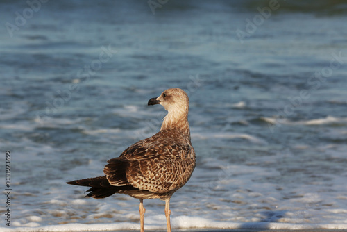 View of seagull on sea beach
