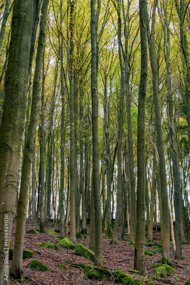 Fototapeta premium Walking the autumn forest path, youre surrounded by stunning colorful trees and vibrant foliage