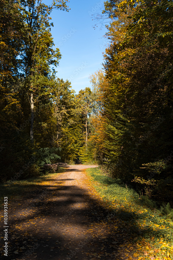 Obraz premium Ground path through a forest during sunny day in autumn