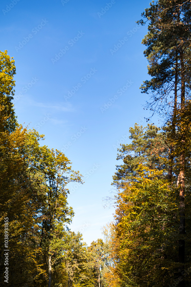 Naklejka premium Colorfull leaves on a trees with a blue sky behind during early autumn season