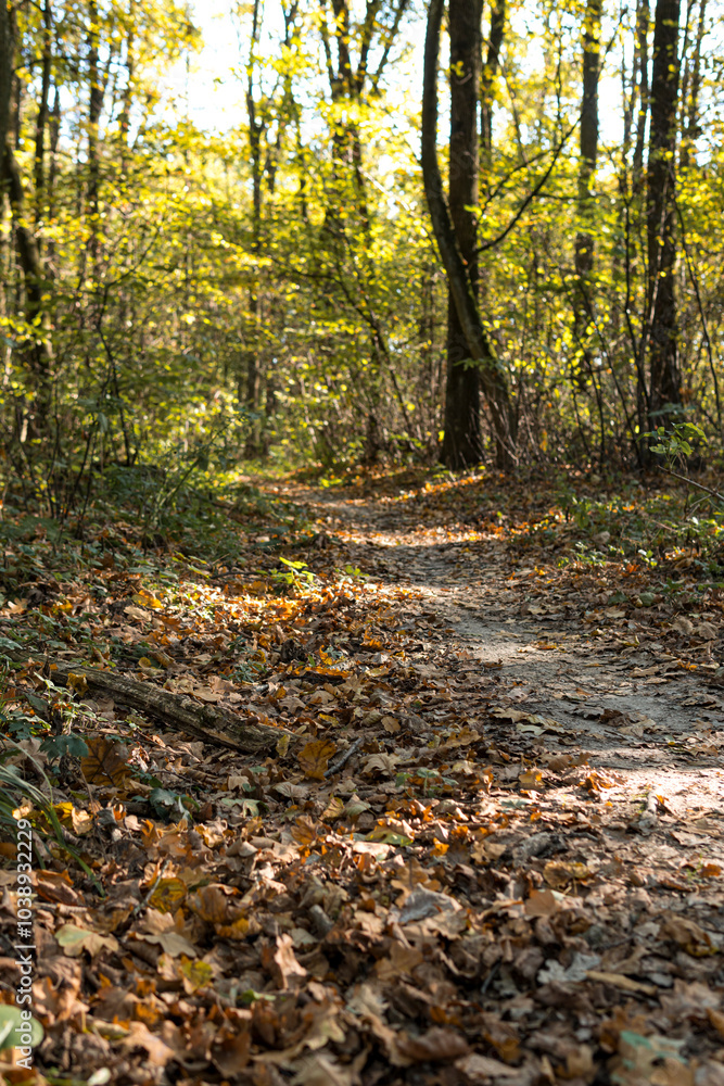Ground path through a forest during sunny day in autumn Ground path through a forest during sunny day in autumn